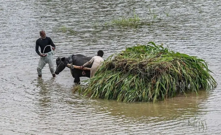 বন্যা মোকাবিলায় পাকিস্তানের পাঞ্জাবে সেনা মোতায়েন