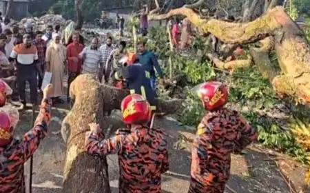 ঢাকা-বরিশাল মহাসড়কে গাছ ফেলে অবরোধ
