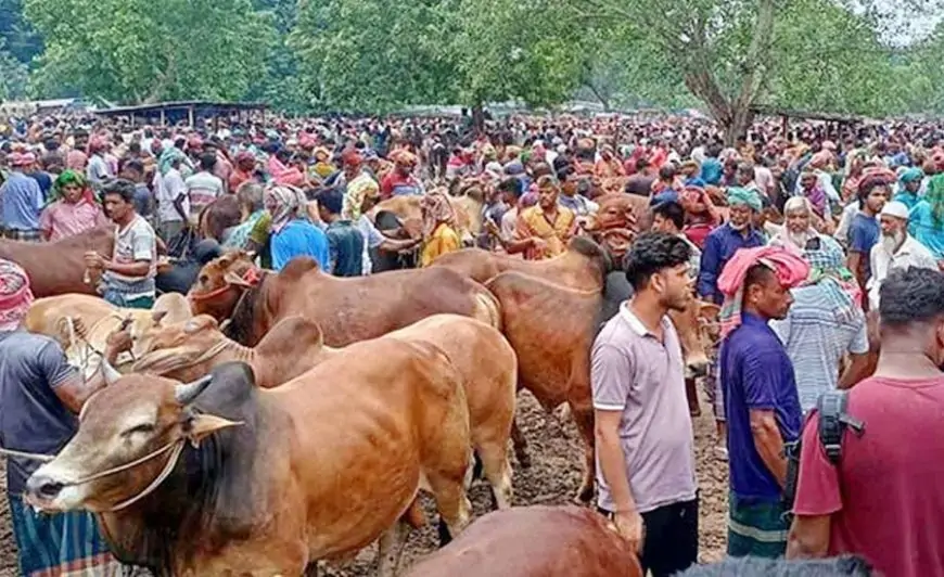 ঈদুল আজহা উপলক্ষে সারাদেশে বসছে ৩৬০০ পশুর হাট, রাজধানীতে ২৭টি